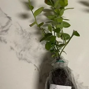 Elliott Highbush Blueberry Live Plant - Vaccinium elliottii - Late Season Fruiting Bush - Image 6