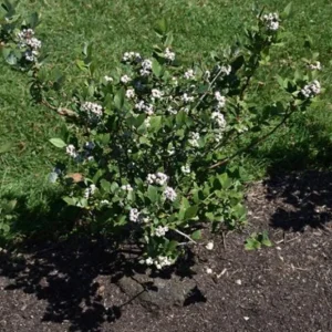 Elliott Highbush Blueberry Live Plant - Vaccinium elliottii - Late Season Fruiting Bush - Image 7