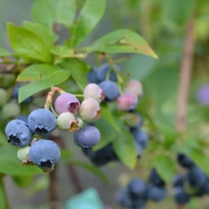 Elliott Northern Highbush Blueberry Live Plant – 1 Quart, 10-12 inches Tall Bare Root - Image 1