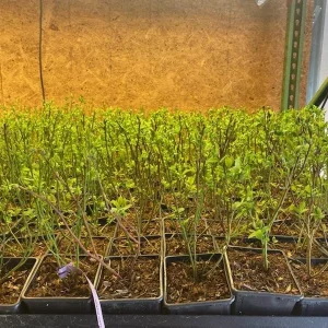 Elliott Northern Highbush Blueberry Live Plant - 1 Quart Bare Root - 10-12 inches - Outdoor Fruit Bush - Image 5