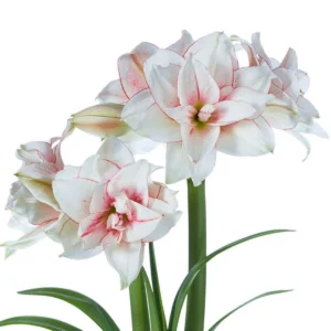 Elvas Amaryllis Bulb - Large 24/26cm, White with Red, Indoor Winter Forcing - Image 1