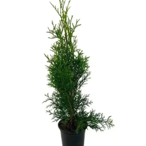 Emerald Green Arborvitae Live Plant 1-2.5 ft Tall - Thuja occidentalis 'Smaragd' Outdoor Evergreen Tree - Image 2