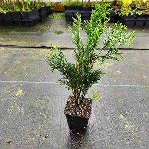 Emerald Green Arborvitae Live Plant - 2 Pack, 4