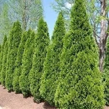Emerald Green Arborvitae Live Plant - 2.5 inch Pot, Thuja occidentalis 'Emerald Green', Outdoor Shrub - Image 1