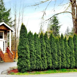 Emerald Green Arborvitae Live Plant – Thuja occidentalis – 2.5 Inch Pot, 6-12 Inches Tall, Outdoor Privacy Shrub - Image 1