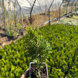 Emerald Green Arborvitae Live Plant - Thuja occidentalis 'Smaragd' - 3.5 inch Pot - Image 2