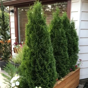 Emerald Green Arborvitae Live Plant – Thuja occidentalis – 2.5 Inch Pot, 6-12 Inches Tall, Outdoor Privacy Shrub - Image 2