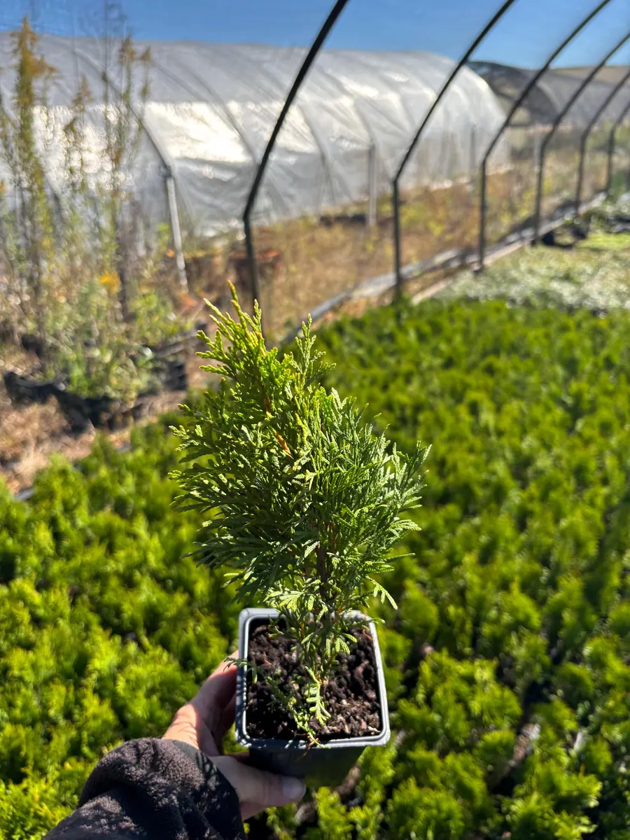 Emerald Green Arborvitae Live Plant - Thuja occidentalis 'Smaragd' - 3.5 inch Pot - Image 2