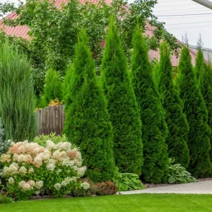 Emerald Green Arborvitae Live Plant – Thuja occidentalis – 4-10 in Tall, 4 in Pot – Outdoor Evergreen Privacy Screen - Image 1