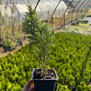 Emerald Green Arborvitae Live Plant - Thuja occidentalis 'Smaragd' - 3.5 inch Pot - Image 3