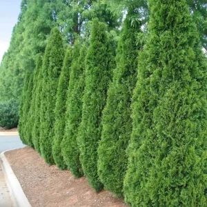 Emerald Green Arborvitae Live Plant – Thuja occidentalis – 4-10 in Tall, 4 in Pot – Outdoor Evergreen Privacy Screen - Image 3