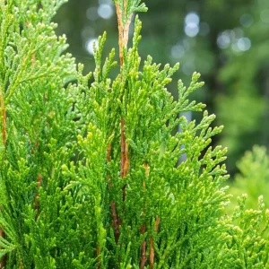 Emerald Green Arborvitae Live Plant – Thuja occidentalis – 2.5 Inch Pot, 6-12 Inches Tall, Outdoor Privacy Shrub - Image 3