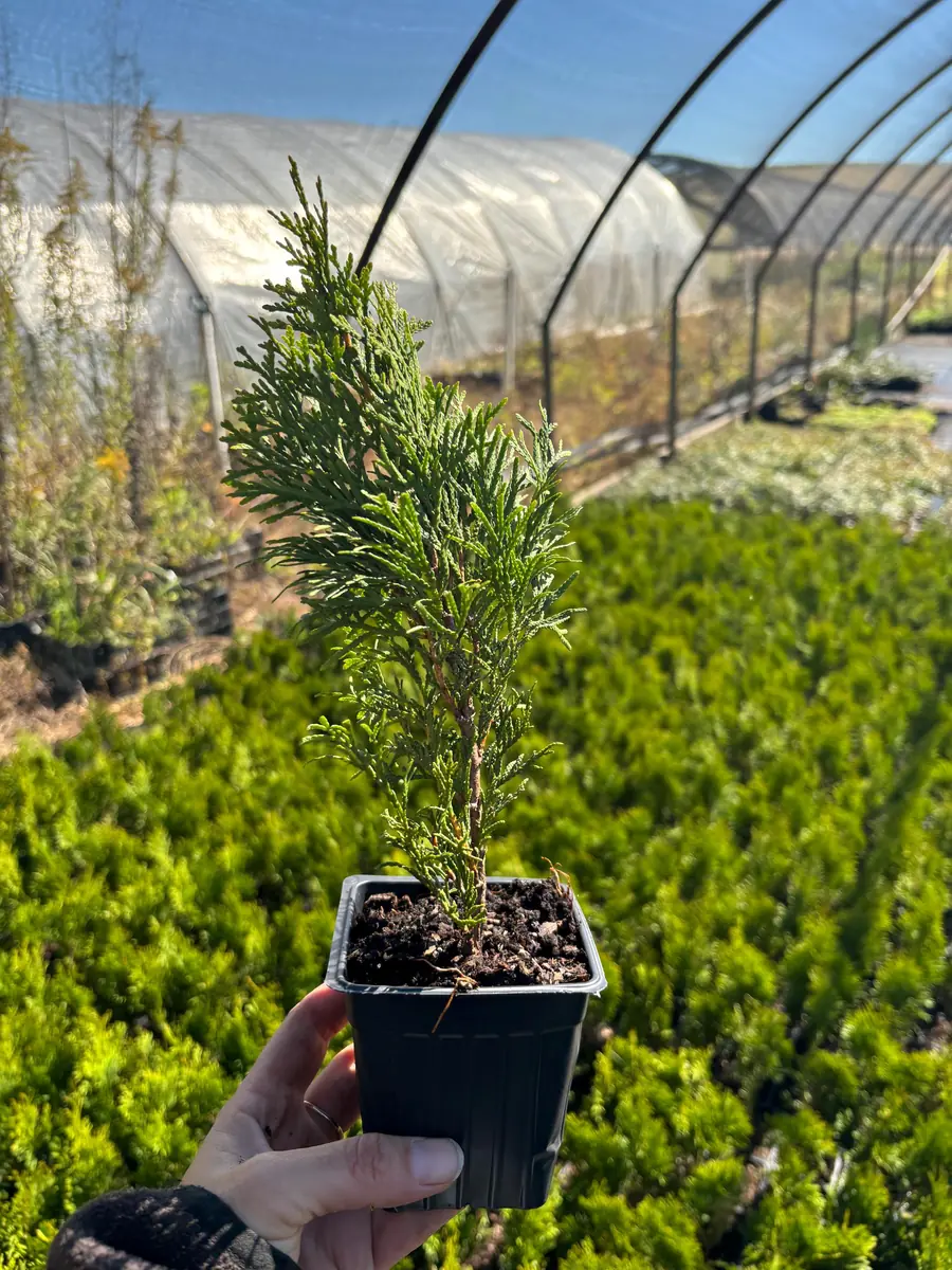Emerald Green Arborvitae Live Plant - Thuja occidentalis 'Smaragd' - 3.5 inch Pot - Image 3
