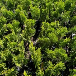 Emerald Green Arborvitae Live Plant - Thuja occidentalis 'Smaragd' - 3.5 inch Pot - Image 4