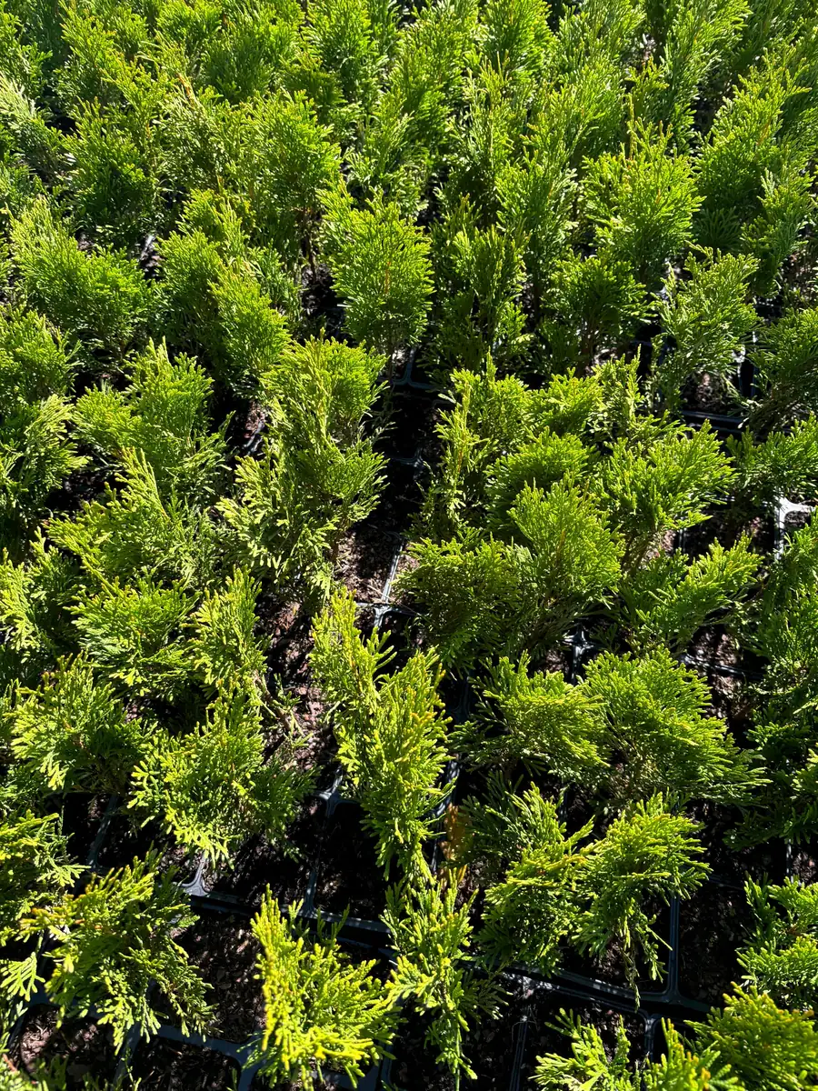 Emerald Green Arborvitae Live Plant - Thuja occidentalis 'Smaragd' - 3.5 inch Pot - Image 4