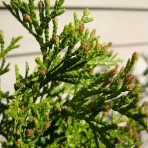 Emerald Green Arborvitae Live Tree – 12-18