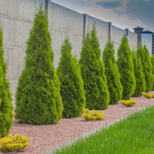 Emerald Green Arborvitae Live Tree – 12-18