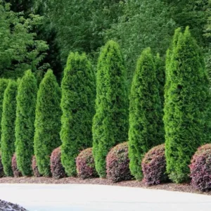 Emerald Green Arborvitae Live Tree – 6-12