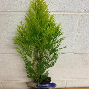 Emerald Green Arborvitae Live Tree – 6-12