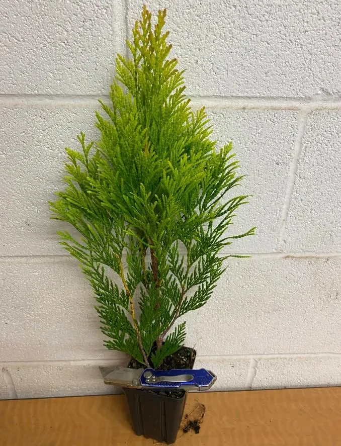 Emerald Green Arborvitae Live Tree – 6-12" Tall – 4" Pot – Thuja occidentalis – Outdoor Evergreen - Image 5