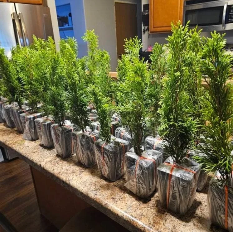 Emerald Green Arborvitae Live Tree – 6-12" Tall – 4" Pot – Thuja occidentalis – Outdoor Evergreen - Image 6