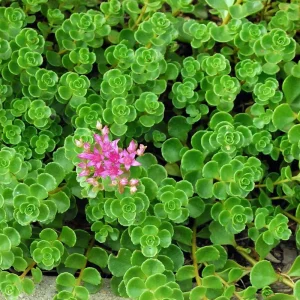 Emerald Green Sedum Live Plant – Sedum spurium Makinoi – 2.5" Pot - Image 2