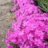 Emerald Pink Creeping Phlox Live Plant, 4 inch Pot, Outdoor Groundcover - Image 1