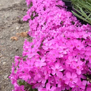 Emerald Pink Creeping Phlox Live Plant, 4 inch Pot, Outdoor Groundcover - Image 1