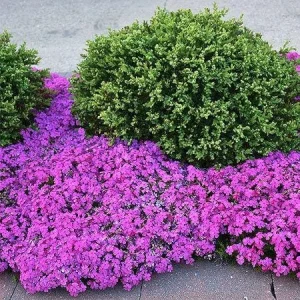 Emerald Pink Creeping Phlox Live Plant, 4 inch Pot, Outdoor Groundcover - Image 5