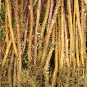 Encore Raspberry Live Plants - Late-Season Red Bare Root Cane - 1-Year-Old, Cold Hardy - Image 7