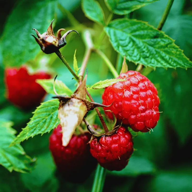Encore Raspberry Plants - Late-Season Red Berries, Bare Root