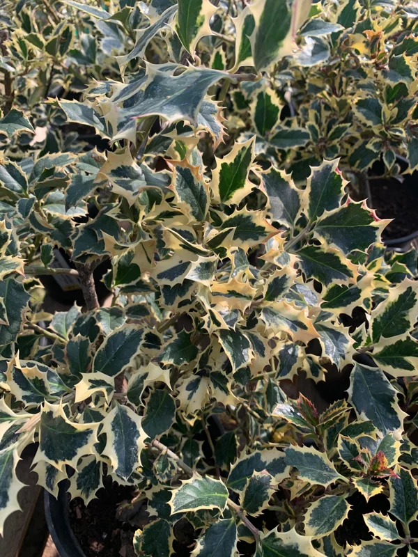 English Holly 'Aureo-Marginata' Live Plant - 4" Tall in 6" Pot - Outdoor Shrub - Image 1