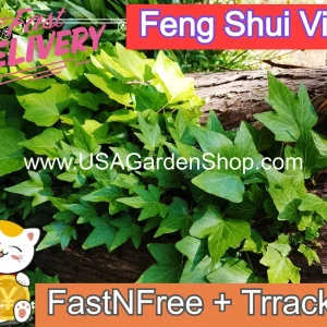 English Ivy Live Cuttings - 10 Hedera Helix Cuttings for Indoor & Outdoor - Image 2