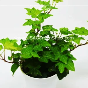 English Ivy Live Cuttings - 10 Hedera Helix Cuttings for Indoor & Outdoor - Image 5