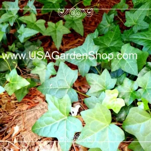 English Ivy Live Cuttings - 10 Hedera Helix Cuttings for Indoor & Outdoor - Image 9