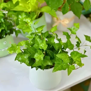 English Ivy Live Plant – 4 inch Pot – Classic Trailing Houseplant – Indoor/Outdoor - Image 3