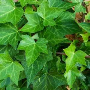 English Ivy Live Plant – 4 inch Pot – Classic Trailing Houseplant – Indoor/Outdoor - Image 4