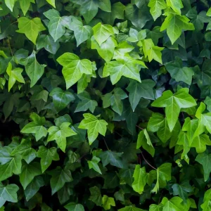 English Ivy Live Plant – 4 inch Pot – Classic Trailing Houseplant – Indoor/Outdoor - Image 6