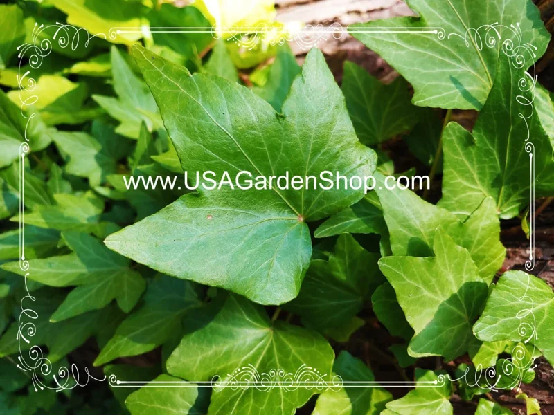 English Ivy Live Plant – Hedera Helix – Fast Grow Climbing Evergreen – 15 Cuttings – Indoor/Outdoor - Image 10