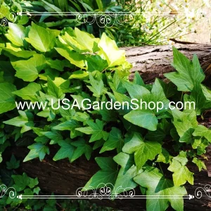 English Ivy Live Plant – Hedera Helix – Fast Grow Climbing Evergreen – 15 Cuttings – Indoor/Outdoor - Image 11