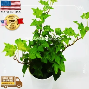 English Ivy Live Plant – Hedera Helix – Fast Grow Climbing Evergreen – 15 Cuttings – Indoor/Outdoor - Image 12