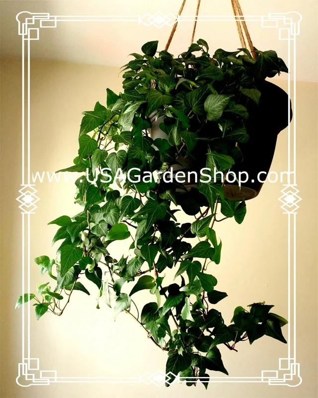 English Ivy Live Plant – Hedera Helix – Fast Grow Climbing Evergreen – 15 Cuttings – Indoor/Outdoor - Image 3