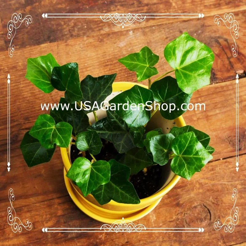 English Ivy Live Plant – Hedera Helix – Fast Grow Climbing Evergreen – 15 Cuttings – Indoor/Outdoor - Image 4
