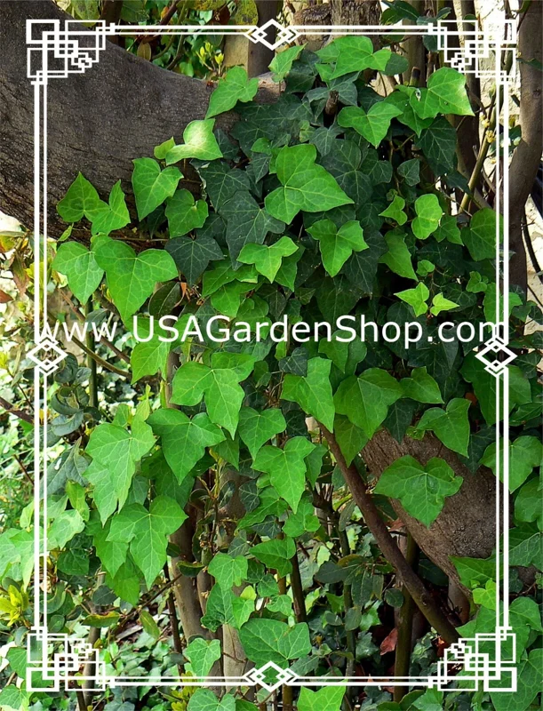 English Ivy Live Plant – Hedera Helix – Fast Grow Climbing Evergreen – 15 Cuttings – Indoor/Outdoor - Image 5