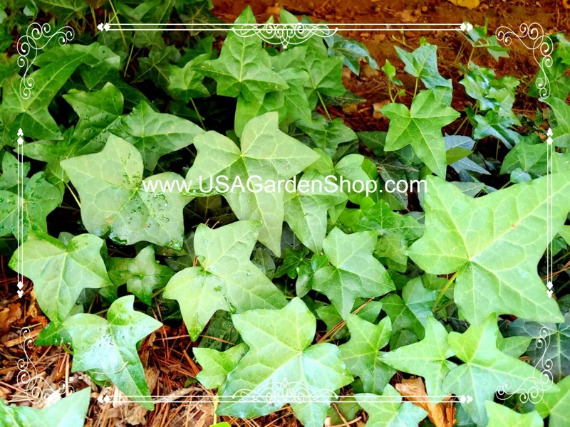 English Ivy Live Plant – Hedera Helix – Fast Grow Climbing Evergreen – 15 Cuttings – Indoor/Outdoor - Image 6