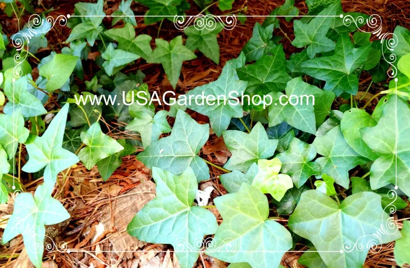 English Ivy Live Plant – Hedera Helix – Fast Grow Climbing Evergreen – 15 Cuttings – Indoor/Outdoor - Image 8