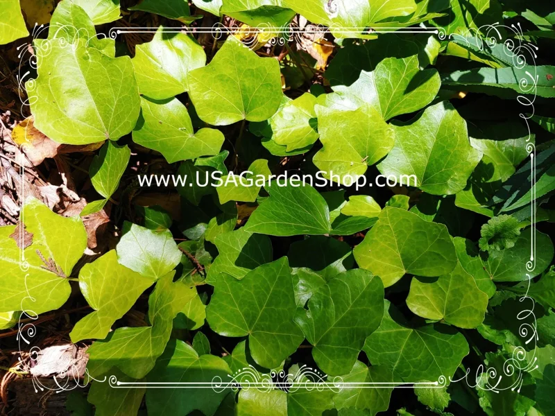 English Ivy Live Plant – Hedera Helix – Fast Grow Climbing Evergreen – 15 Cuttings – Indoor/Outdoor - Image 9