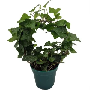 English Ivy Living Wreath Live Plant - Hedera with Hoop Trellis - 4" Pot - Indoor - Image 1