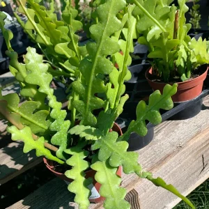 Epiphyllum Anguliger Zig Zag Cactus Live Plant – 3 inch Potted Houseplant - Image 2