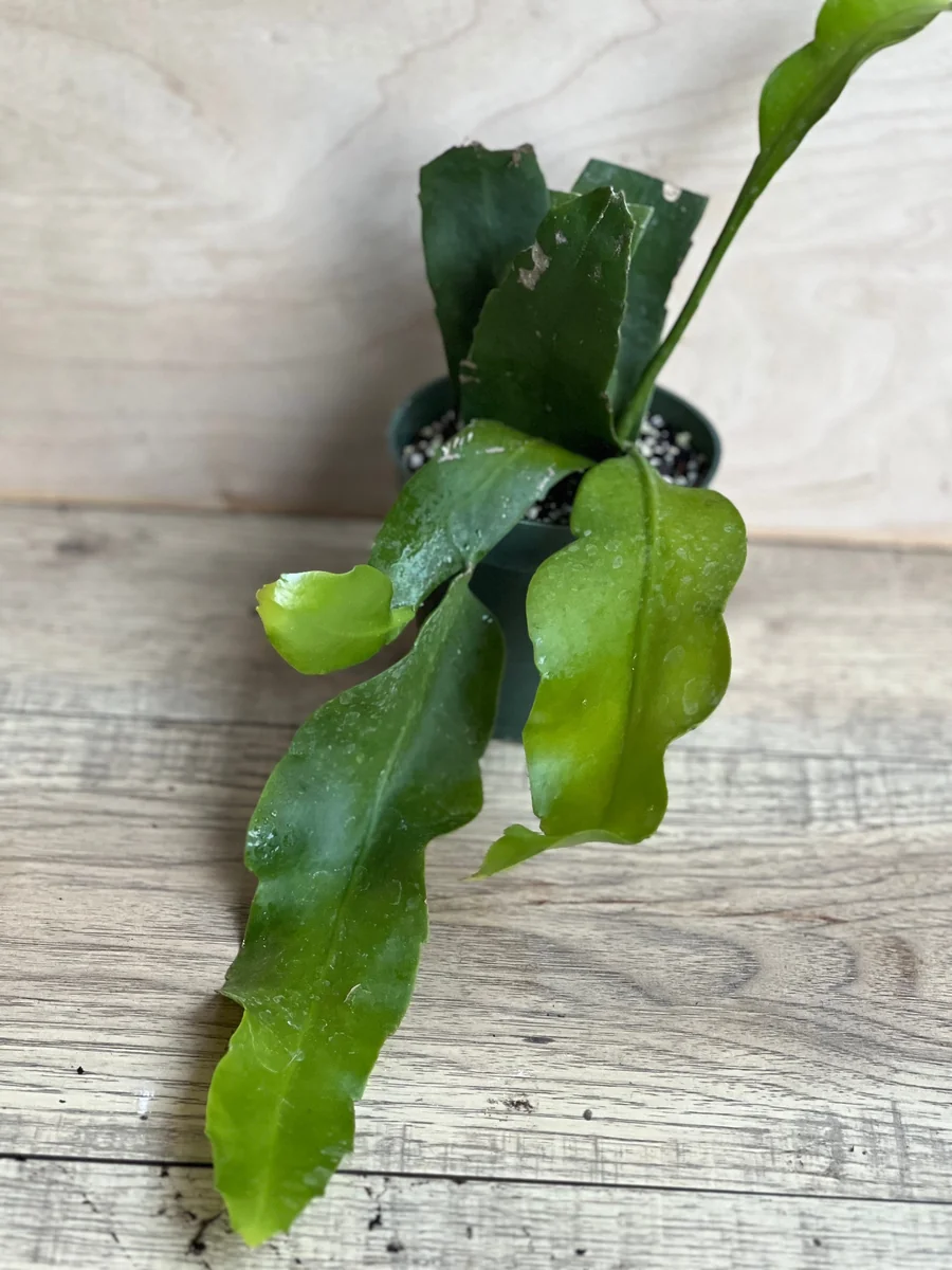 Epiphyllum oxypetalum Night Blooming Cactus Live Plant, Queen of the Night, 4 inch Pot - Image 2